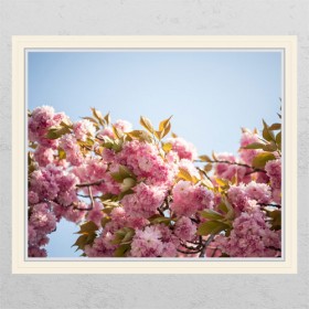 bc651-봄날에겹벚꽃_창문그림액자