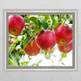 bh729-풍수붉은사과나무_창문그림액자