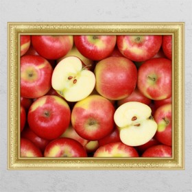 cg635-싱싱한사과들_창문그림액자