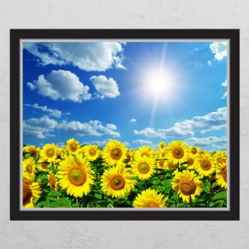 cr507-햇빛아래해바라기꽃밭_창문그림액자