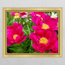 ta639-풍수붉은모란꽃02_창문그림액자