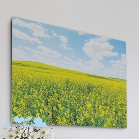 ad941-사각그림액자_드넓은유채꽃밭