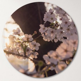 pf396-원형아크릴액자_봄의향기가느껴지는벚꽃