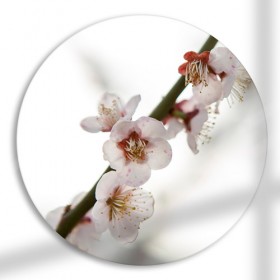 pf448-원형아크릴액자_나뭇가지에살포시매달린벚꽃