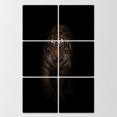 tf406-멀티액자_어둠속호랑이/동물/야생/야생동물/호랑이/백호/사자/포유류/눈빛/카리스마/맹수/어둠/줄무늬/위엄