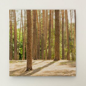 bh264-캔버스액자30x30_평온한소나무숲