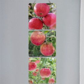 nx705-멀티아크릴액자_대롱대롱붉은사과들(4단소형)